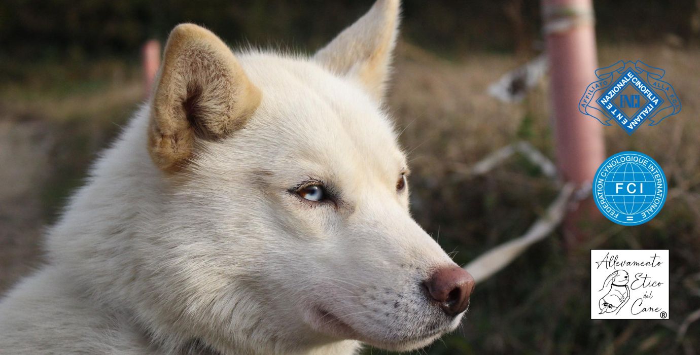 DareToCharmSiberianHusky_enci_fci_sleddog_home-300x152_aRTIK